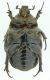 Protaetia_sardea.jpg