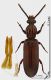 Rhysodes_sulcatus_fs.jpg