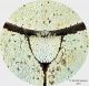 Hoplia_Tabarka_particolare.jpg