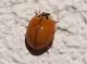 Harmonia axyridis 24 Ottobre  2009 016 Visualizzazione Posta elettronica - Rapida.jpg