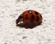 Harmonia axyridis 24 Ottobre  2009 017 Visualizzazione Posta elettronica - Rapida.jpg