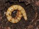 Larva - 24 mm -20111031_047.jpg