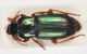 Harpalus1.jpg