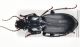 Pterostichus2.jpg