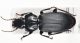 Pterostichus1.jpg