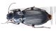 Pterostichus.jpg