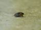 dytiscidae ing.JPG