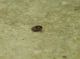 dytiscidae pic.JPG
