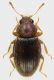 Latridiidae_Via_di_Settebagni_11-XI-2011_1,25mm_grey.jpg