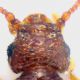 Pselaphidae_Settebagni_11-XI-2011_1,3mm_testa.jpg
