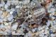 Larva3_ventrale_Fiume_Neto_agosto_2009_0817.jpg