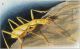 Lessinodytes glacialis.jpg