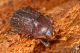 Aesalus_scarabaeoides_IMG_0106y.jpg