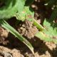 020509_In_giardino_17.jpg