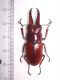prosopocoilus astacoides3.jpg