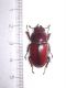 prosopocoilus astacoides F1.jpg