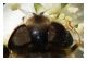 eristalis_maybe.jpg
