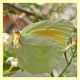 Gonepteryx  rhamni (2).JPG