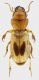 Carabidae_Sultan_Tekke_8mm_grey.jpg