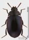 Platydema_violaceum_s.JPG