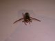 DSC01550.JPG