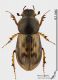 Aphodius_obliteratus_ms.JPG