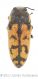 Acmaeodera immaculatawtmk.jpg