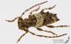 Pogonocherus_pepa_ls.jpg