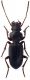 Ditomus calydonius.jpg