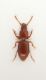 Typhloreicheia3.JPG