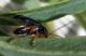 Luperus sp..jpg