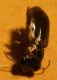 Notiophilus detalle 2.jpg