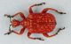 Parapoderus - Copia.jpg