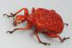 parapoderus2 - Copia.jpg