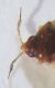 microphysidae 008.jpg