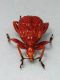 parapoderus3 - Copia.jpg