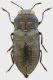 Anthaxia_quadripunctata_Aosta_5,6mm_grey.jpg