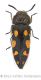 Acmaeodera jocosawtmk.jpg