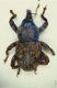 aa curculio Tizzano.JPG