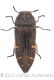 Acmaeodera knullorumwtmk.jpg