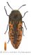 Acmaeodera neglectawtmk.jpg