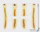 Prostomis_mandibularis_larva_s.JPG