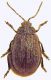 Galeruca pomonae 1.jpg