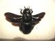 Xylocopa_violacea.jpg