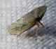 Aphrodes sp. 2.jpg