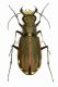 2. Lophyridia littoralis  nemoralis San Nicolò 7 novembre 2011 010b.jpg