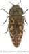 Acmaeodera labyrinthicawtmk.jpg