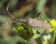 Dicranocephalus albipes.jpg