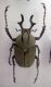 Dicranocephalus wallichii.jpg