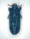 Platysoma 002 copia.jpg